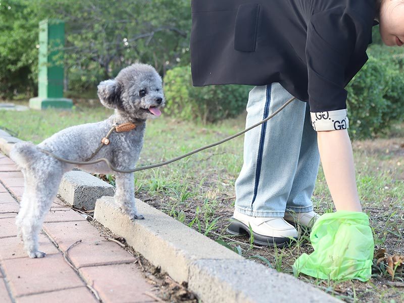 For pet